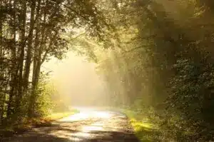 The image shows a forest path gently lit by sunlight streaming through the trees. It symbolizes the journey of healing childhood abuse—one step at a time, guided by hope and warmth.
