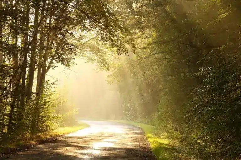 The image shows a forest path gently lit by sunlight streaming through the trees. It symbolizes the journey of healing childhood abuse—one step at a time, guided by hope and warmth.