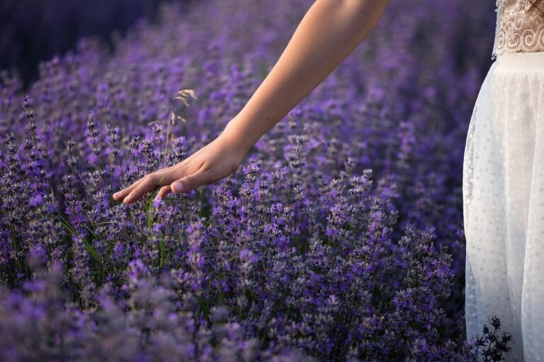 Woman’s hands touching a lavender field, symbolizing healing and the journey of trauma recovery