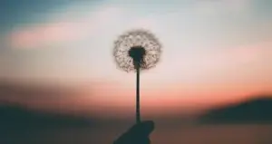 A dandelion held up against a warm sunset sky, symbolizing resilience and hope on the journey to heal childhood abuse.