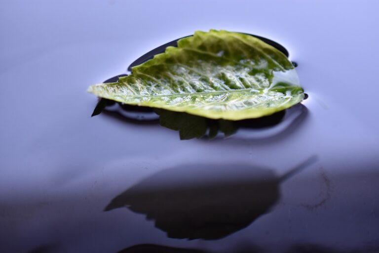 Solitary leaf floating on water, symbolizing the quiet and often overlooked experience of disenfranchised grief.