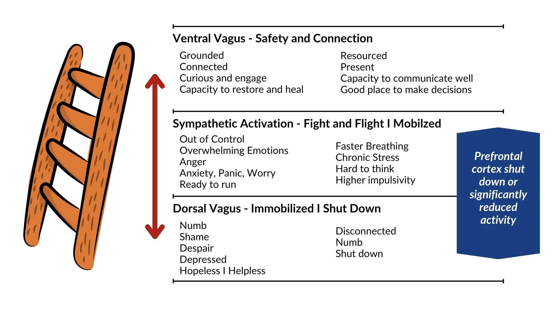 Diagram illustrating the three states of polyvagal theory: safe, mobilized, and immobilized.