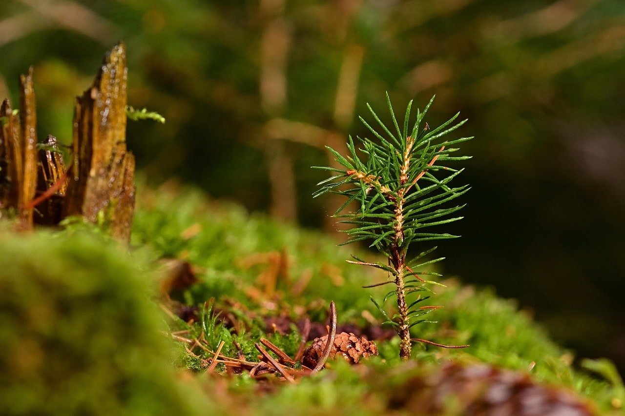 A young green seedling growing in soft moss, symbolizing growth and awareness in understanding and addressing white privilege.
