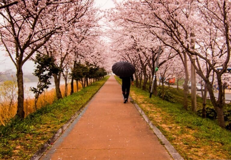 Person walking on a path surrounded by flowering trees, symbolizing inner piece after healing the effects of childhood abuse on adult mental health.