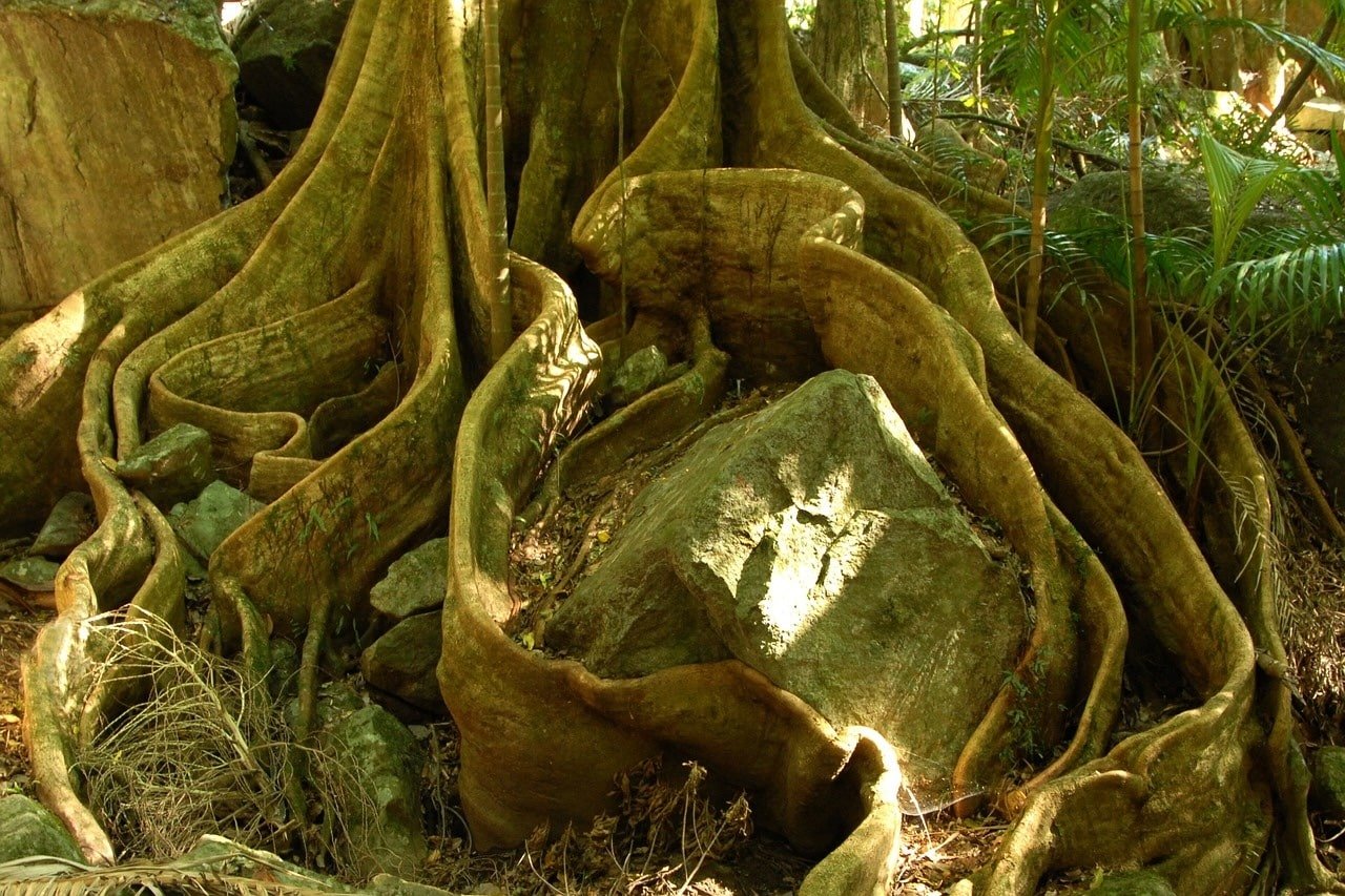 Tree roots illuminated by sunlight, symbolizing what is complex trauma: the layered effects of repeated relational stress that shape the nervous system over time.