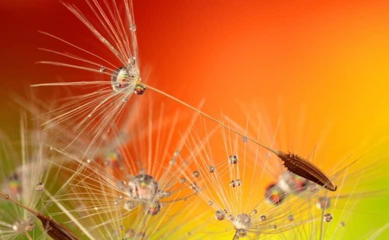 Dandelion covered in water drops on an orange background, representing how to heal childhood abuse as an adult by supporting nervous system regulation and emotional resilience.”