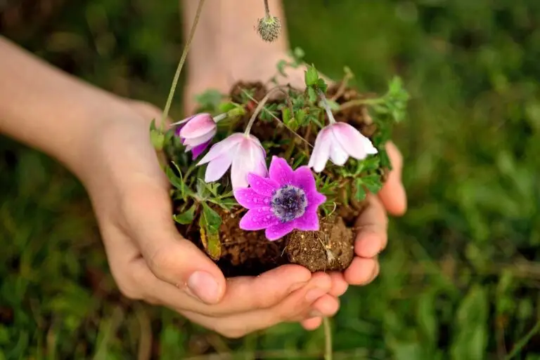 Hands holding soil and a flower illustrate how to recover from complex trauma and the growth that comes with healing.