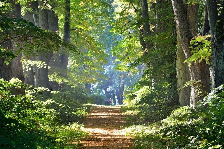 Sunlit forest pathway representing the transformational journey of healing trauma.