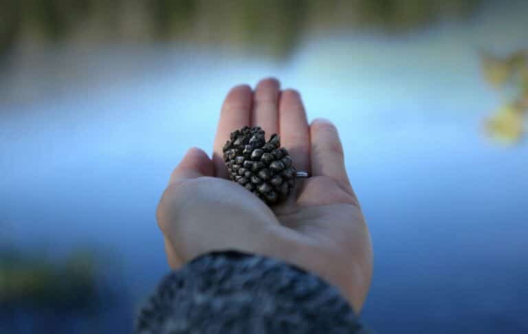 Person holding a pine cone in natural light, representing wholeness and emotional integration after parts work therapy for adults with childhood trauma.
