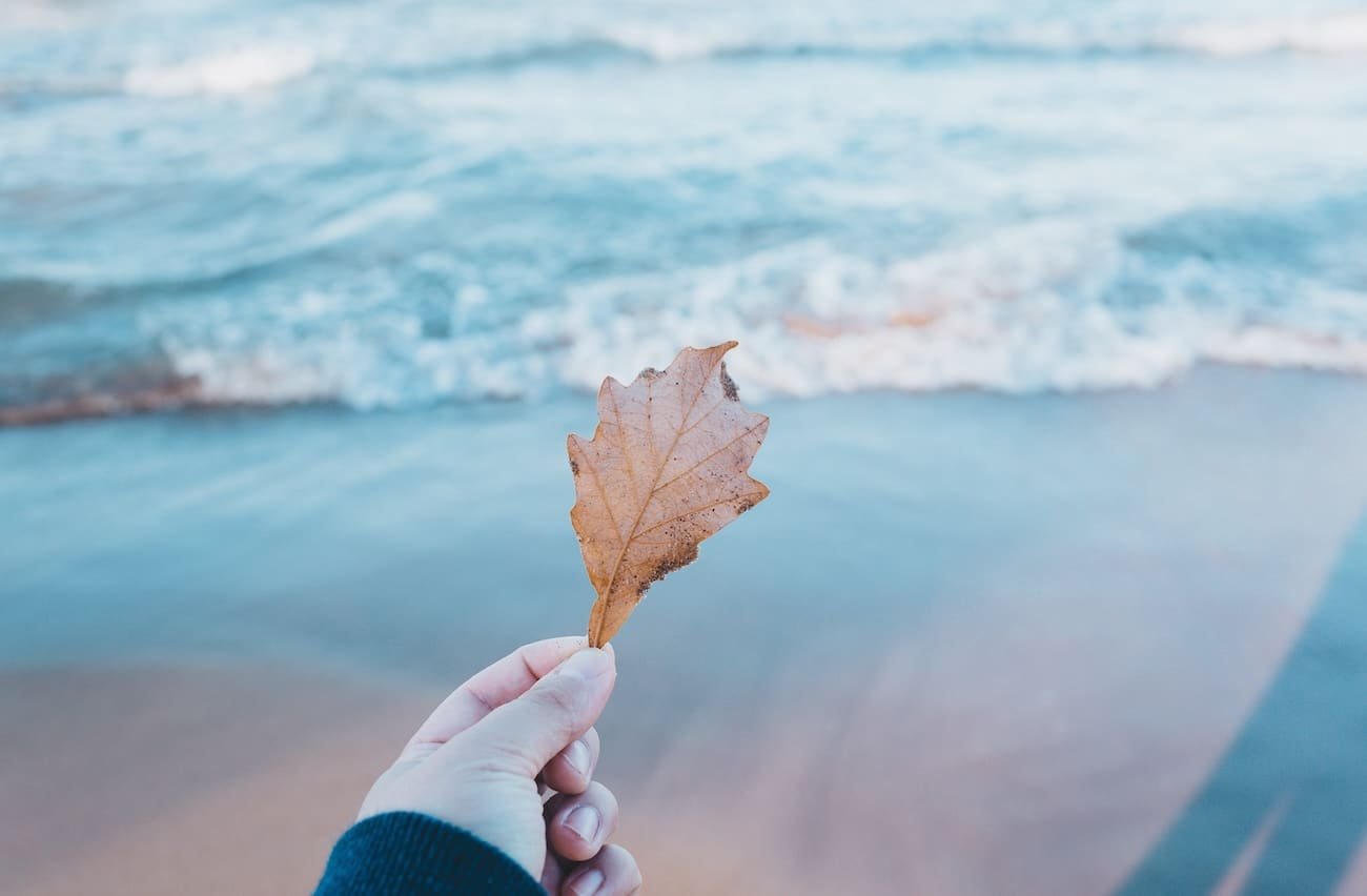 A hand holding a leaf, symbolizing hope after identifying the types of childhood abuse.
