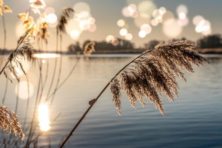 River in sunset, symbolizing the safety and calm when knowing how to build healthy boundaries after childhood trauma.